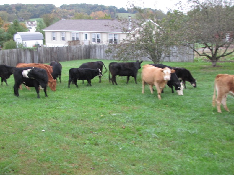 cows 021.JPG